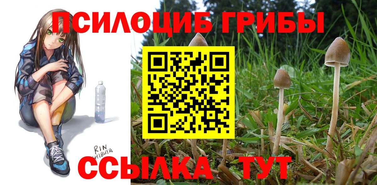 Галлюциногенные грибы Cubensis Гатчина